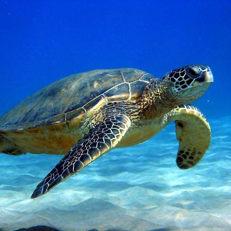 #5 New! Cozy Getaway Hot Spot Hilo Keaau Big Island Of Hawaii Self Checkin Studio Apt Εξωτερικό φωτογραφία